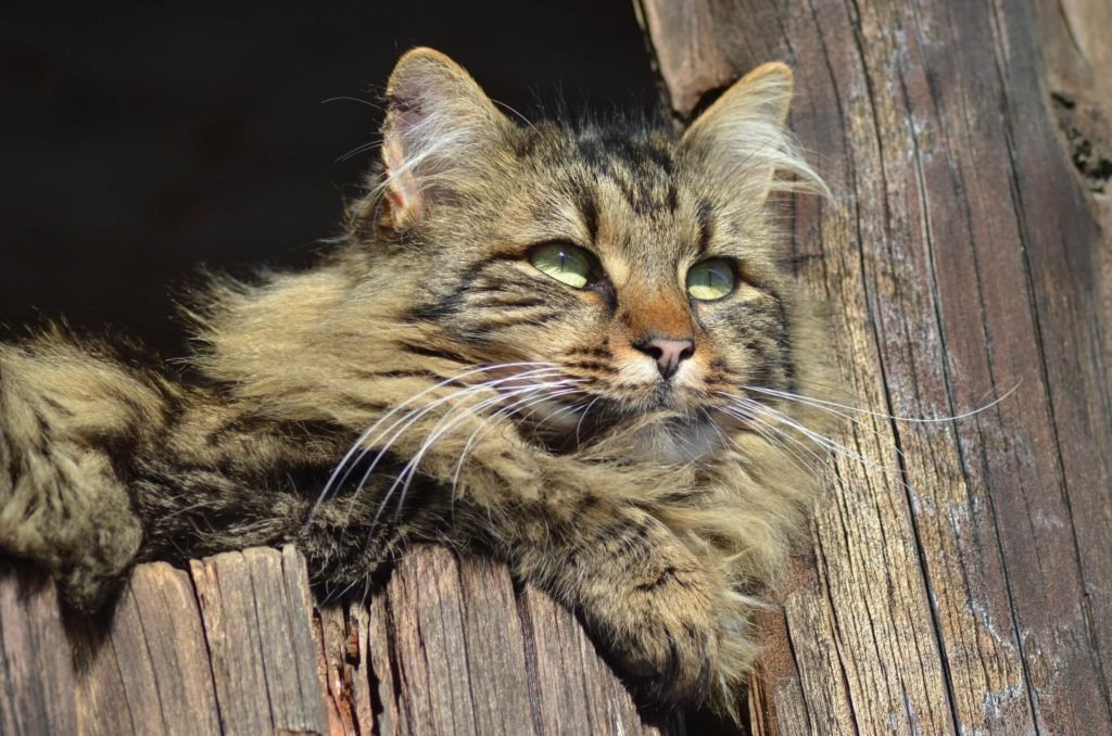Endlich Sommerferien - Katze