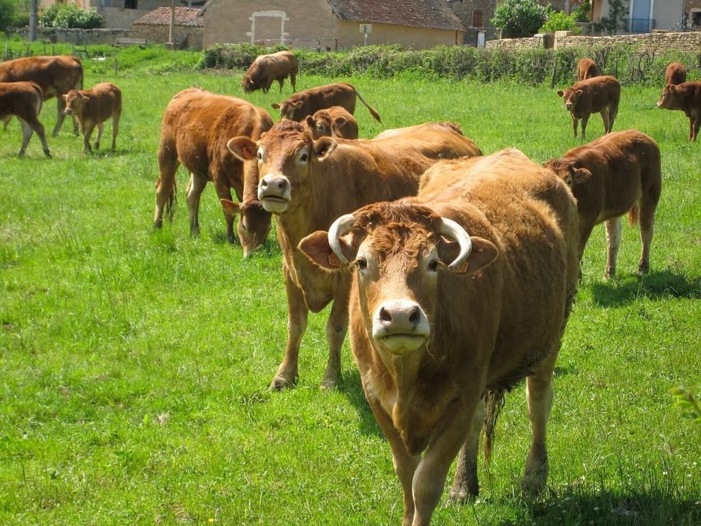 Endlich Sommerferien - Kühe