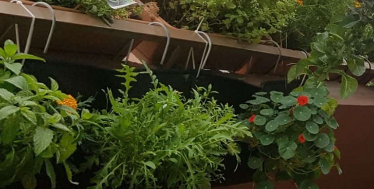 Sehr kräftiges und intensives Rucola (Rauke) durch Wurmhumus